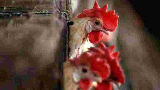 The district administration has now decided to cull nearly 8,000 birds in Murumba village where these hens died.(HT_PRINT) The district administration has now decided to cull nearly 8,000 birds in Murumba village where these hens died.(HT_PRINT)