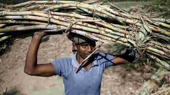 New Dehli agreed last week to subsidise up to 6 million tonnes of sugar exports this season to try to cut surplus stocks and support local prices(REUTERS) New Dehli agreed last week to subsidise up to 6 million tonnes of sugar exports this season to try to cut surplus stocks and support local prices(REUTERS)