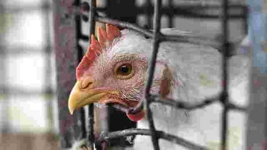 Maharashtra’s animal husbandry minister Sunil Kedar said on Tuesday that culling had begun in the Parbhani district after bird flu was identified as the reason for the death of nearly 800 hens over the past few days at a poultry farm there. (Arvind Yadav/Hindustan Times file)