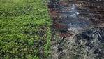 More than 43 million hectares -- an area bigger than Germany -- of forest have been lost in a little over a decade in just a handful of deforestation hotspots, conservation organisation WWF said on January 13, 2021. Swathes of forest continue to be flattened each year -- mainly due to industrial-scale agriculture -- as biodiversity-rich areas are cleared to create space for livestock and crops. (AFP)(AFP) More than 43 million hectares -- an area bigger than Germany -- of forest have been lost in a little over a decade in just a handful of deforestation hotspots, conservation organisation WWF said on January 13, 2021. Swathes of forest continue to be flattened each year -- mainly due to industrial-scale agriculture -- as biodiversity-rich areas are cleared to create space for livestock and crops. (AFP)(AFP)