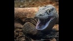 The image shows Hudo, the Komodo dragon. (Instagram/@cincinnatizoo) The image shows Hudo, the Komodo dragon. (Instagram/@cincinnatizoo)