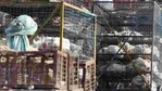 Municipal officials said that bird flu tests of the samples collected from Ghazipur poultry market were found to be negative and orders were issued on Thursday to open the wholesale market by the Delhi government.(PTI) Municipal officials said that bird flu tests of the samples collected from Ghazipur poultry market were found to be negative and orders were issued on Thursday to open the wholesale market by the Delhi government.(PTI)