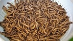 Researchers said the worms, either eaten whole or in powdered form, are a protein-rich snack or ingredient for other foods.(Unsplash) Researchers said the worms, either eaten whole or in powdered form, are a protein-rich snack or ingredient for other foods.(Unsplash)