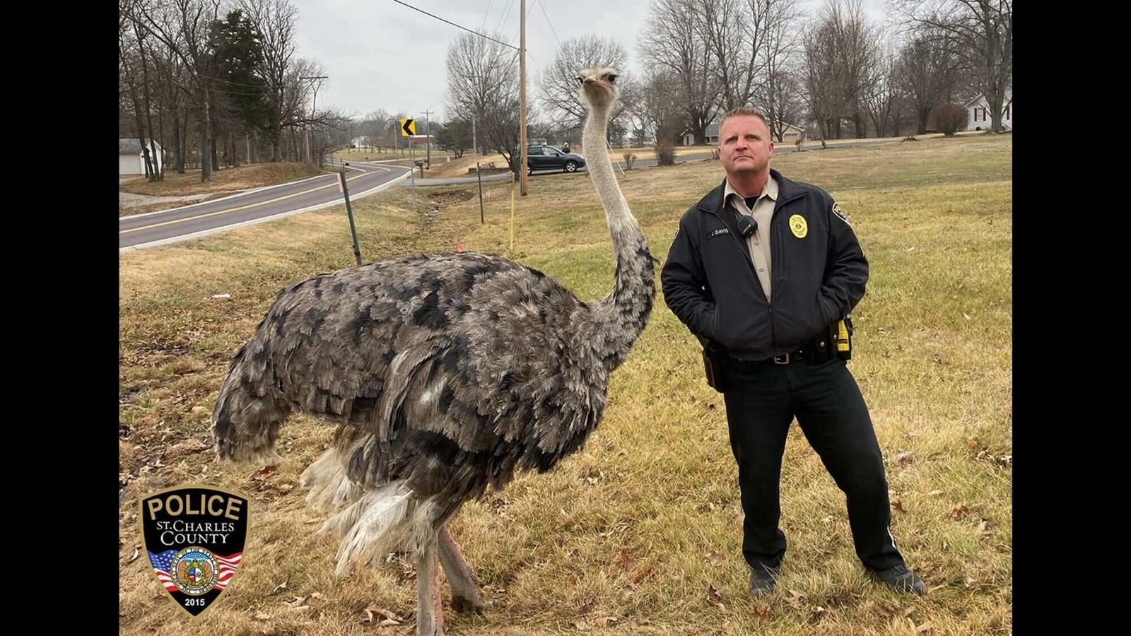 Clyde the ostrich goes for a stroll, cop &#39;escorts&#39; him home | Trending -  Hindustan Times