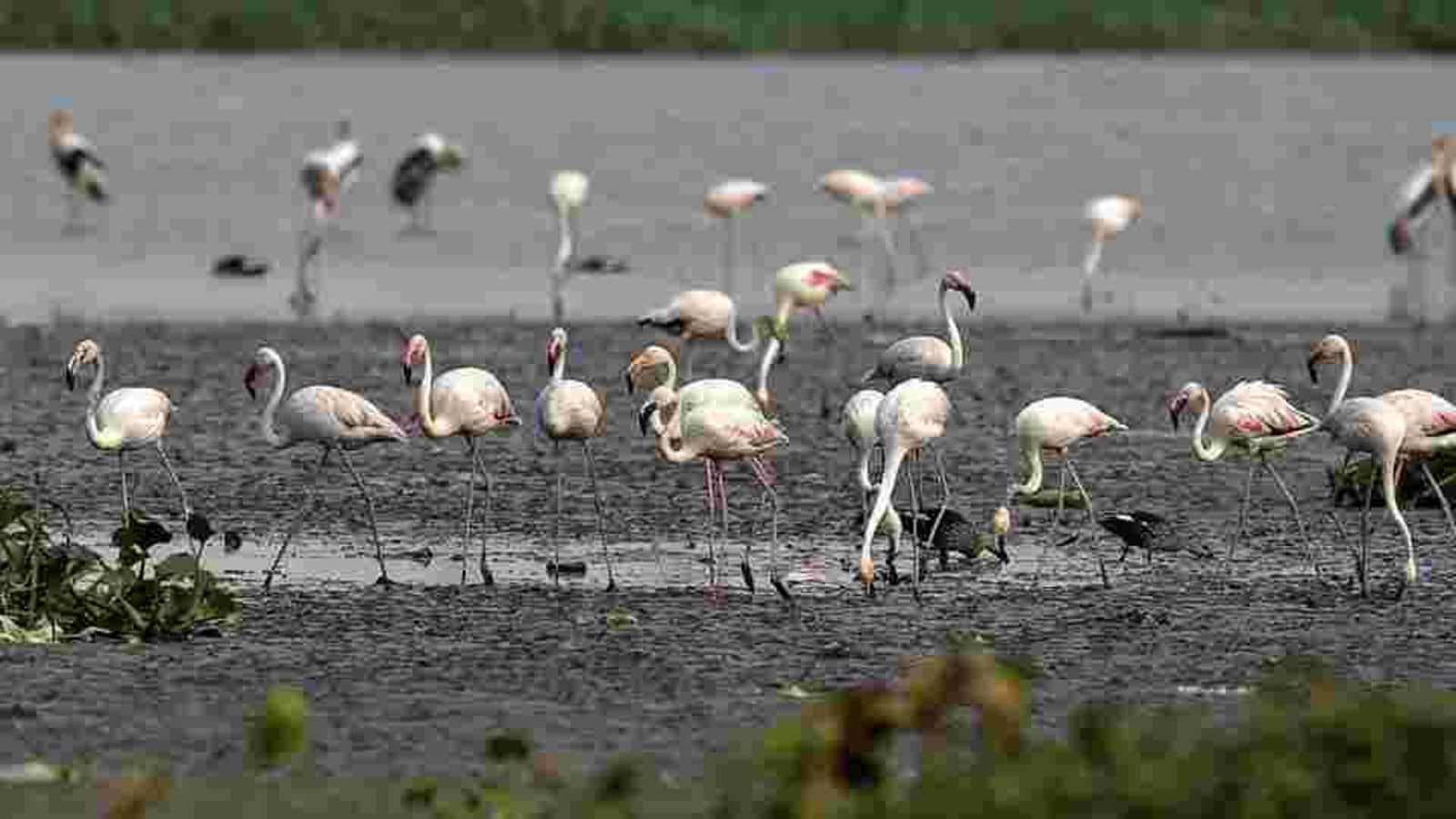 okhla bird sanctuary greater flamingo ddbbfc84 8a97 11e9 9370 840d0e5b15b9 1610613376082