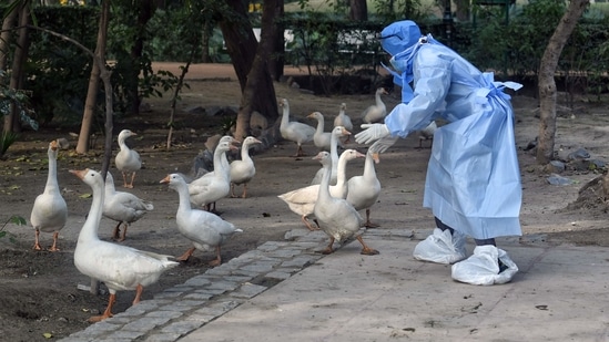 As soon as bird flu cases were reported in the city, ducks at Sanjay Lake Park and other parks were inspected/culled by health workers. (Photo: ANI) As soon as bird flu cases were reported in the city, ducks at Sanjay Lake Park and other parks were inspected/culled by health workers. (Photo: ANI)