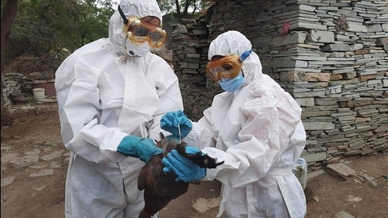 A total of 218 poultry birds have been found dead in the state of which 18 from Latur, three from Beed, three from Akola, 86 in Yavatmal district, seven in Ahmednagar, 79 in Bhandara and nine in Solapur district. (HT PHOTO) A total of 218 poultry birds have been found dead in the state of which 18 from Latur, three from Beed, three from Akola, 86 in Yavatmal district, seven in Ahmednagar, 79 in Bhandara and nine in Solapur district. (HT PHOTO)