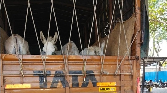 There are more than 5,000 donkeys employed in the illegal sand mafia trade wherein <span class='webrupee'>₹</span>5,000 and <span class='webrupee'>₹</span>10,000 is paid per day for their services, said police. (HT PHOTO)