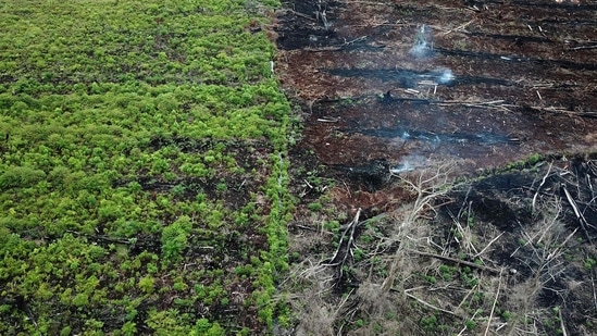 More than 43 million hectares -- an area bigger than Germany -- of forest have been lost in a little over a decade in just a handful of deforestation hotspots, conservation organisation WWF said on January 13, 2021. Swathes of forest continue to be flattened each year -- mainly due to industrial-scale agriculture -- as biodiversity-rich areas are cleared to create space for livestock and crops. (AFP)(AFP) More than 43 million hectares -- an area bigger than Germany -- of forest have been lost in a little over a decade in just a handful of deforestation hotspots, conservation organisation WWF said on January 13, 2021. Swathes of forest continue to be flattened each year -- mainly due to industrial-scale agriculture -- as biodiversity-rich areas are cleared to create space for livestock and crops. (AFP)(AFP)
