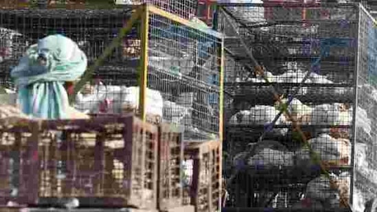 Municipal officials said that bird flu tests of the samples collected from Ghazipur poultry market were found to be negative and orders were issued on Thursday to open the wholesale market by the Delhi government.(PTI) Municipal officials said that bird flu tests of the samples collected from Ghazipur poultry market were found to be negative and orders were issued on Thursday to open the wholesale market by the Delhi government.(PTI)