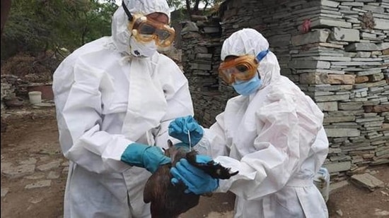 On Thursday, 382 bird deaths were reported from different districts in Maharashtra. (HT Photo) On Thursday, 382 bird deaths were reported from different districts in Maharashtra. (HT Photo)
