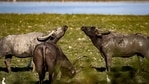 A wild buffalo had escaped fromthe Kaziranga National Park recently due to noises made during community finishing in water bodies in the park. (AP Photo/Representational) A wild buffalo had escaped fromthe Kaziranga National Park recently due to noises made during community finishing in water bodies in the park. (AP Photo/Representational)
