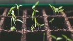 Scientists from Max Planck Institute for Chemical Ecology describe how the plants produce defensive toxins without harming themselves and the exact mode of action of diterpene glycosides in wild tobacco.(ANI) Scientists from Max Planck Institute for Chemical Ecology describe how the plants produce defensive toxins without harming themselves and the exact mode of action of diterpene glycosides in wild tobacco.(ANI)