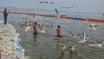 Migratory birds hovering around pilgrims at Sangam area.(HT Photo) Migratory birds hovering around pilgrims at Sangam area.(HT Photo)
