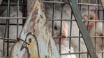Earlier, Punjab had imposed a complete ban on the import of live birds, comprising poultry and unprocessed poultry meat, for any purpose till Friday. Earlier, Punjab had imposed a complete ban on the import of live birds, comprising poultry and unprocessed poultry meat, for any purpose till Friday.