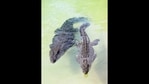 The image shows two crocodiles swimming together.(Twitter/@BindiIrwin) The image shows two crocodiles swimming together.(Twitter/@BindiIrwin)
