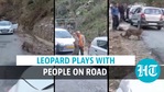 Playful leopard strolls on road, surprises people in Himachal's Kullu Playful leopard strolls on road, surprises people in Himachal's Kullu