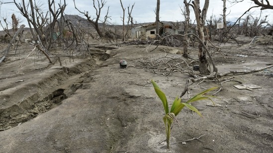 A plant starts to grow at the Taal Volcano island, a year after the volcano erupted, in Batangas province on January 12. Meanwhile, Taal still rumbles, with small earthquakes and weak plumes of steam venting from its crater. The volcanic island in Taal Lake is still too dangerous, and the government bans the former residents from returning.(Lisa Marie David / REUTERS)