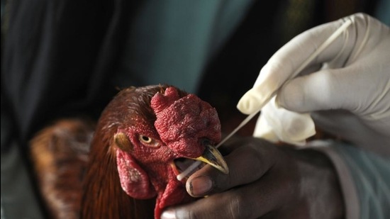 A health worker taking a sample from a chicken to test for brid flu at a farm house. (HT Photo)