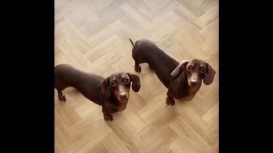 The image shows two doggos named Hugo and Ollie.(Instagram/@hugonollieminisausages) The image shows two doggos named Hugo and Ollie.(Instagram/@hugonollieminisausages)