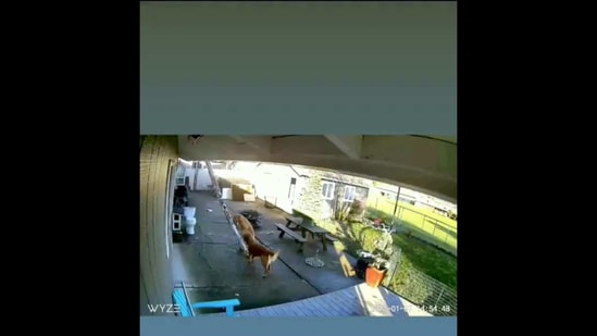 The image shows a dog named Ace climbing a ladder. (Twitter/@euandonaghy) The image shows a dog named Ace climbing a ladder. (Twitter/@euandonaghy)