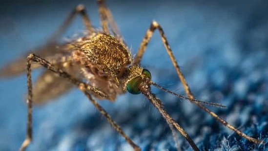 Malaria killed more than 400,000 people across the world in 2019, according to the latest WHO figures, all but a few thousand of them in Africa. There were 229 million cases across the world, 215 million of them on the continent.(Representative image) Malaria killed more than 400,000 people across the world in 2019, according to the latest WHO figures, all but a few thousand of them in Africa. There were 229 million cases across the world, 215 million of them on the continent.(Representative image)