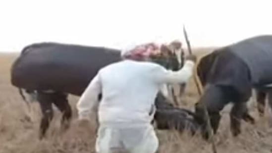 Screen grab of a video showing fight between fake buffaloes at a village in Sivasagar district of Assam on Friday. Screen grab of a video showing fight between fake buffaloes at a village in Sivasagar district of Assam on Friday.