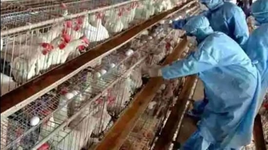 The Jalandhar laboratory has received more than 800 samples from various districts of Punjab. It has been testing 100-125 samples for bird flu daily. (AP file photo) The Jalandhar laboratory has received more than 800 samples from various districts of Punjab. It has been testing 100-125 samples for bird flu daily. (AP file photo)