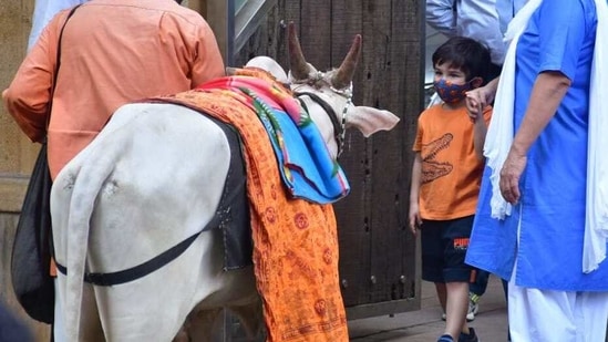 Taimur Ali Khan was fascinated by a cow outside his apartment. (Photo: Varinder Chawla) Taimur Ali Khan was fascinated by a cow outside his apartment. (Photo: Varinder Chawla)