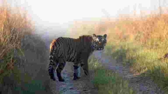 This undated photo released by Corbett Tiger Reserve shows a tiger in Corbett National Park.(AP) This undated photo released by Corbett Tiger Reserve shows a tiger in Corbett National Park.(AP)