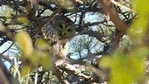 A Barred Owl spotted at the Rambles in Central Park during DeCandido’s birdwatching tour in New York on November 29. The recent arrival of the barred owl that meanders from one side to another -- or perhaps there are two of the species, one of the city’s current mysteries -- along with a great horned owl have triggered curiosity and filled DeCandido’s tours with New Yorkers who have trouble spotting the birds themselves, AFP reported. (Kena Betancur / AFP) A Barred Owl spotted at the Rambles in Central Park during DeCandido’s birdwatching tour in New York on November 29. The recent arrival of the barred owl that meanders from one side to another -- or perhaps there are two of the species, one of the city’s current mysteries -- along with a great horned owl have triggered curiosity and filled DeCandido’s tours with New Yorkers who have trouble spotting the birds themselves, AFP reported. (Kena Betancur / AFP)