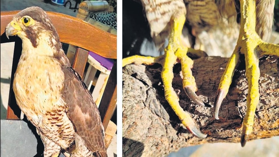 A stuffed trophy of a Peregrine and (on right) a close up of its 1.5 cm long talons. (PHOTOS: SARFRAZUDDIN MALIK)