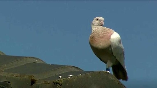 "Joe", a pigeon that reached Australia from the U.S., perches on the roof of a house in Melbourne, Australia,(via REUTERS)