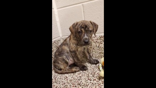 The image shows a brown-furred puppy sitting in a corner with a duck-shaped dog toy.(Reddit/@sam3tahsin) The image shows a brown-furred puppy sitting in a corner with a duck-shaped dog toy.(Reddit/@sam3tahsin)