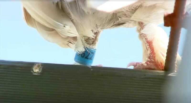 A tag is seen on the leg of "Joe", a pigeon that reached Australia from the U.S., in Melbourne, Australia, (via REUTERS)