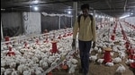 A worker disinfects the poultry farm in Shivapur village to protect chickens from bird flu decease. Vilas Dhonde, owner of the poultry said he disinfects the poultry everyday in Pune, on Sunday, January 17, 2021. (HT Photo) A worker disinfects the poultry farm in Shivapur village to protect chickens from bird flu decease. Vilas Dhonde, owner of the poultry said he disinfects the poultry everyday in Pune, on Sunday, January 17, 2021. (HT Photo)