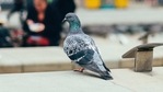 The image shows a pigeon. (Representative image)(Unsplash) The image shows a pigeon. (Representative image)(Unsplash)