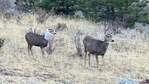 The image shows two deers out in nature. One of the two animals has a bird feeder around its neck.(Twitter/@CPW_NE) The image shows two deers out in nature. One of the two animals has a bird feeder around its neck.(Twitter/@CPW_NE)