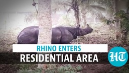 A rhinoceros was spotted in a residential area in Assam on January 16