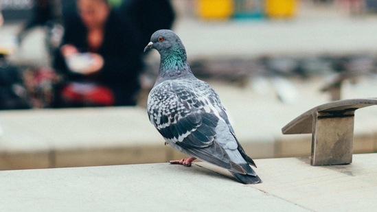 The image shows a pigeon. (Representative image)(Unsplash) The image shows a pigeon. (Representative image)(Unsplash)