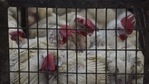 The total number of exterminated birds is expected to reach six million once the culling is over. Image used for representational purpose only. (HT file photo) The total number of exterminated birds is expected to reach six million once the culling is over. Image used for representational purpose only. (HT file photo)