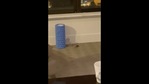 The image shows a mouse scurrying around in Yulia Putintseva's room.(Twitter/@PutintsevaYulia) The image shows a mouse scurrying around in Yulia Putintseva's room.(Twitter/@PutintsevaYulia)