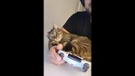 The image shows a cat named Goku.(Reddit/@Shade3177) The image shows a cat named Goku.(Reddit/@Shade3177)