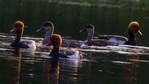 In a first, a bird festival is being organised at the Mahananda wildlife sanctuary in West Bengal to provide an opportunity to enthusiasts to explore the forest and watch different birds, officials said on Monday.(Unsplash) In a first, a bird festival is being organised at the Mahananda wildlife sanctuary in West Bengal to provide an opportunity to enthusiasts to explore the forest and watch different birds, officials said on Monday.(Unsplash)