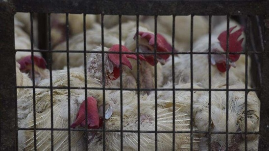The total number of exterminated birds is expected to reach six million once the culling is over. Image used for representational purpose only. (HT file photo) The total number of exterminated birds is expected to reach six million once the culling is over. Image used for representational purpose only. (HT file photo)