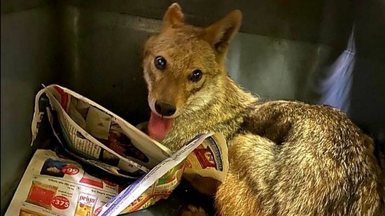 The golden jackal is currently under observation at Sanjay Gandhi National Park in Mumbai. The golden jackal is currently under observation at Sanjay Gandhi National Park in Mumbai.