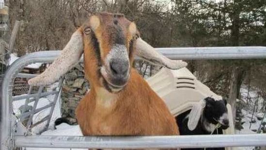 Lincoln, a Nubian goat, stands in her pen in Fair Haven, Vt. A goat and a dog who were each elected mayor of a Vermont town have helped raise money to renovate a community playground. The Fair Haven town manager came up with the oddball idea of pet mayor elections to raise money and to help get local kids civically involved. (AP) Lincoln, a Nubian goat, stands in her pen in Fair Haven, Vt. A goat and a dog who were each elected mayor of a Vermont town have helped raise money to renovate a community playground. The Fair Haven town manager came up with the oddball idea of pet mayor elections to raise money and to help get local kids civically involved. (AP)
