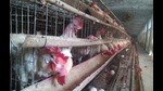 On January 8, avian influenza was confirmed at two poultry farms in Panchkula’s Barwala belt. (Representational photo) On January 8, avian influenza was confirmed at two poultry farms in Panchkula’s Barwala belt. (Representational photo)