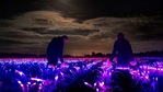 Long after the sun sets on a quiet farm in the Dutch town Lelystad, one of its fields comes to life with a beautiful display of red, blue and ultraviolet LED light beaming across its crop of leeks.(Reuters) Long after the sun sets on a quiet farm in the Dutch town Lelystad, one of its fields comes to life with a beautiful display of red, blue and ultraviolet LED light beaming across its crop of leeks.(Reuters)