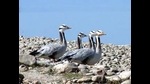 Officials said the goose might have flown from Pong dam and collapsed while flying over the Siswan reserve. (File photo) Officials said the goose might have flown from Pong dam and collapsed while flying over the Siswan reserve. (File photo)